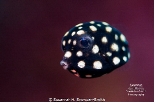 Juvenile Boxfish.  This boxfish was bobbing and around co... by Susannah H. Snowden-Smith 